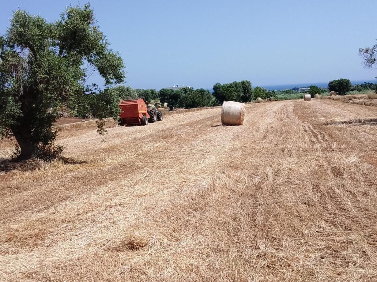 Masseria Ricci ファザーノ エクステリア 写真