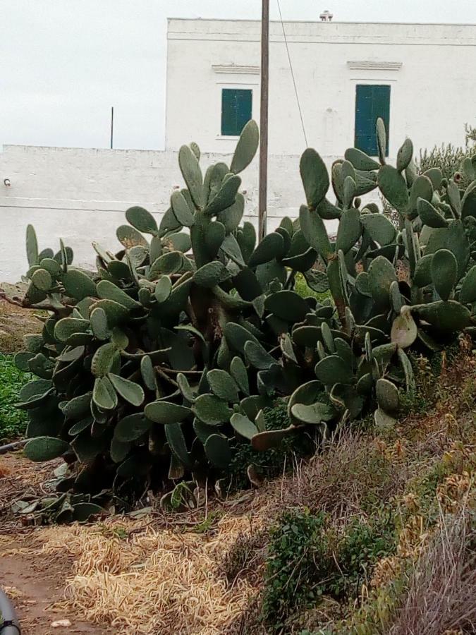 Masseria Ricci ファザーノ エクステリア 写真